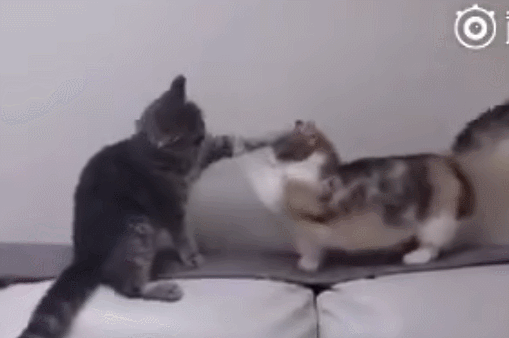 猫咪在街头看大妈吵架,回来后虐哭全社区小猫