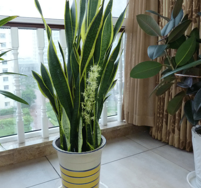 天气越来越凉,养花不如养草,种虎皮兰花,让你在夜晚更好的睡眠