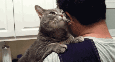 猫咪用脑袋"蹭你",其实不是在跟你玩,别再误会了!