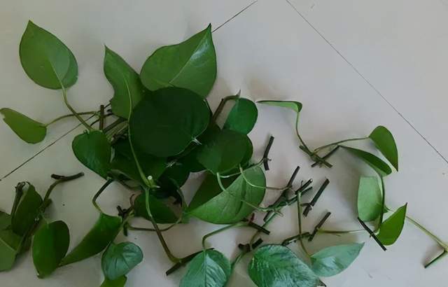 心叶藤扦插有方法,学会这一招,轻松养成盆!