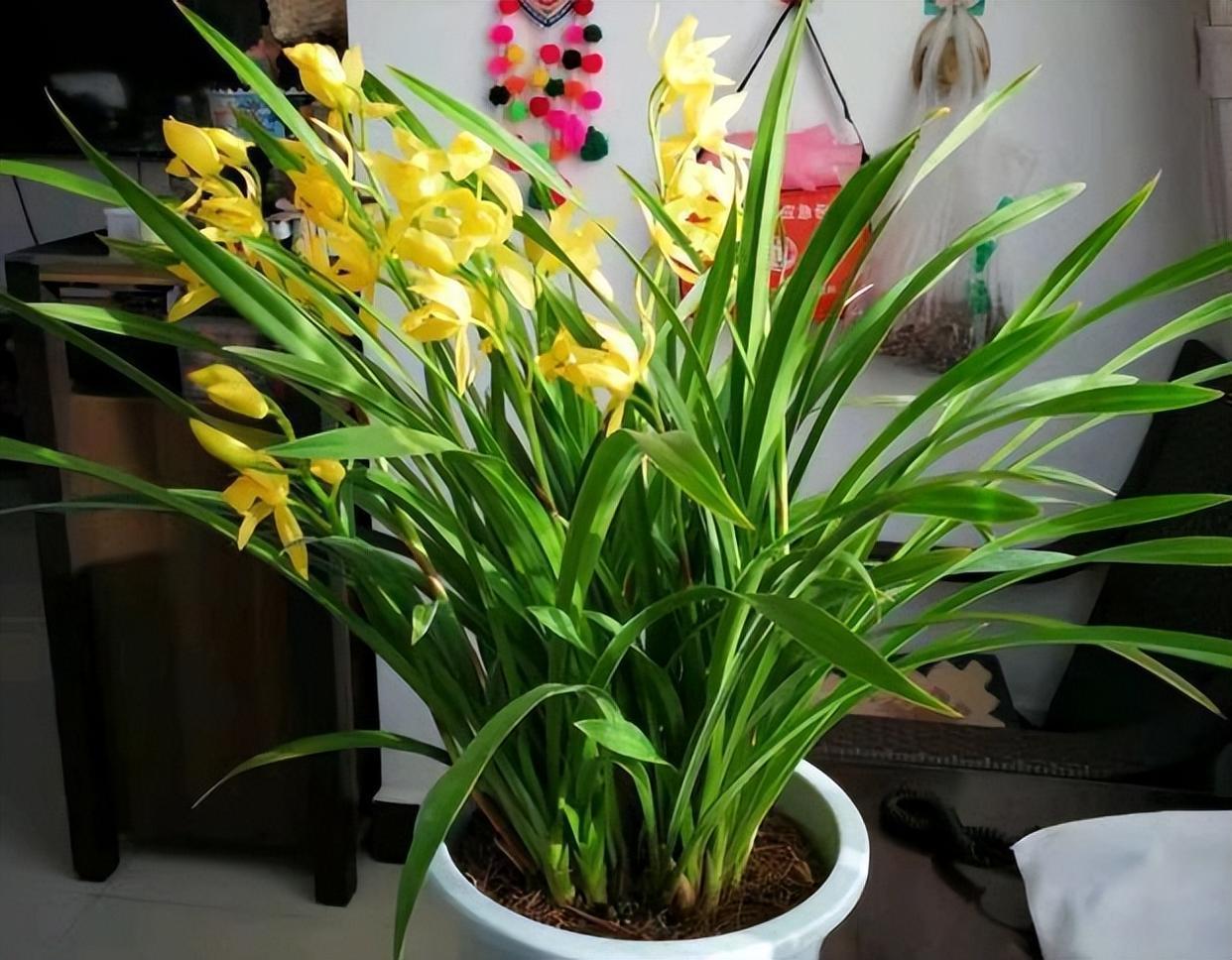 黄金小神童兰花,花色金黄,香气清雅,寓意"金玉满堂"