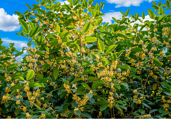 人闲桂花落,羌城满桂香