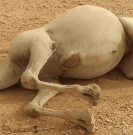 在沙漠遇到渴死的骆驼,为什么不能碰?如果碰了会发生什么?