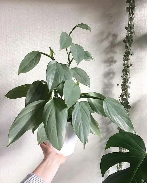 适合养小空间的6种小盆栽 容易打理 易养活 来自百家号 养花交流 不错网