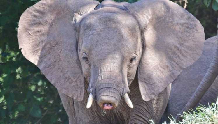 非洲象在河边喝水,被鳄鱼一口咬住象鼻,大象没了鼻子还能活吗?