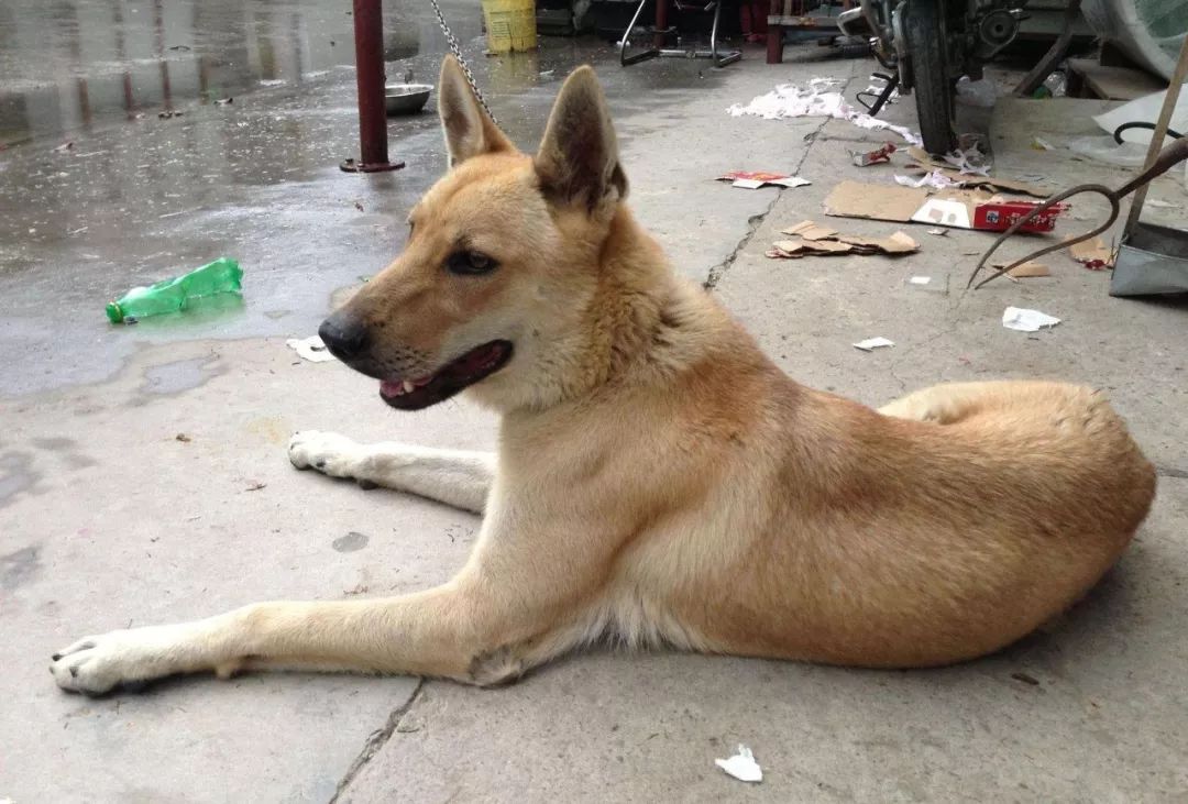 中华田园犬不吃饭是什么原因