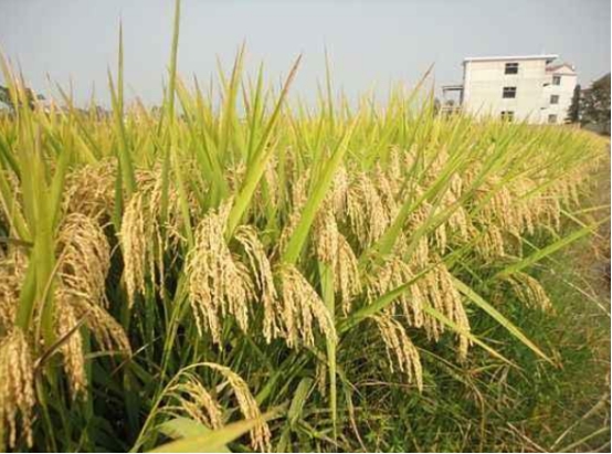 籼粳杂交稻甬优17在浙北地区种植表现及高产栽培技术