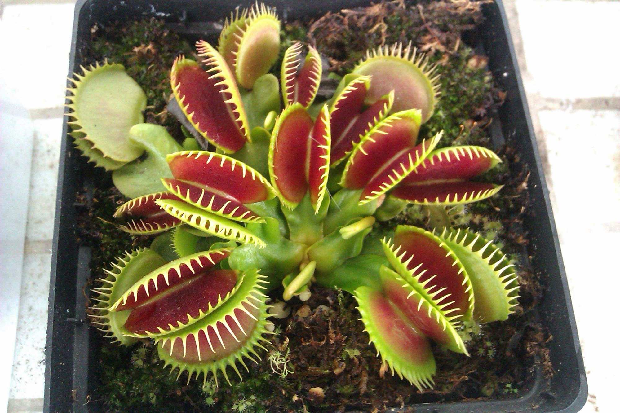 捕蝇草要如何养护才能生长得更好?