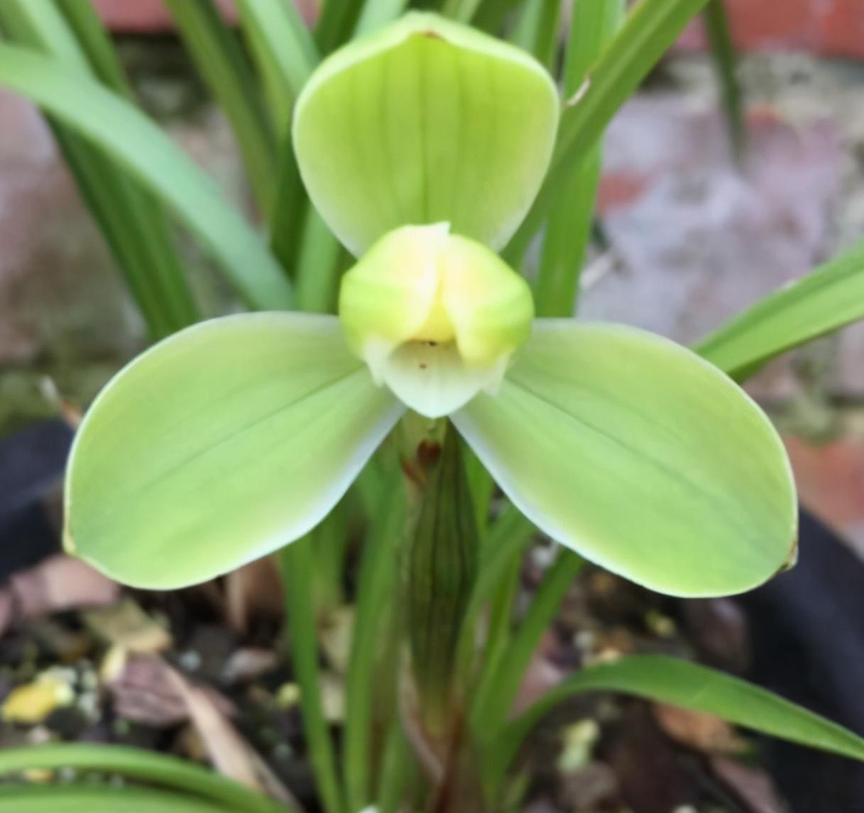 春兰梅瓣经典之宋梅,瓣型优雅,兰香浓郁,文化底蕴深厚