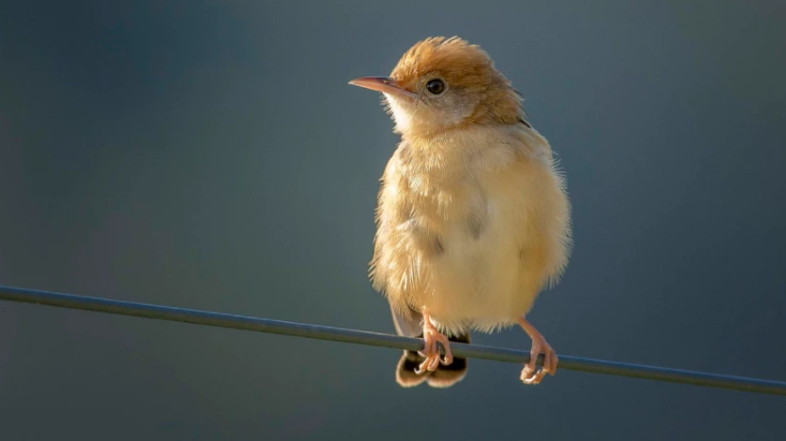 体型最小的鸟图片