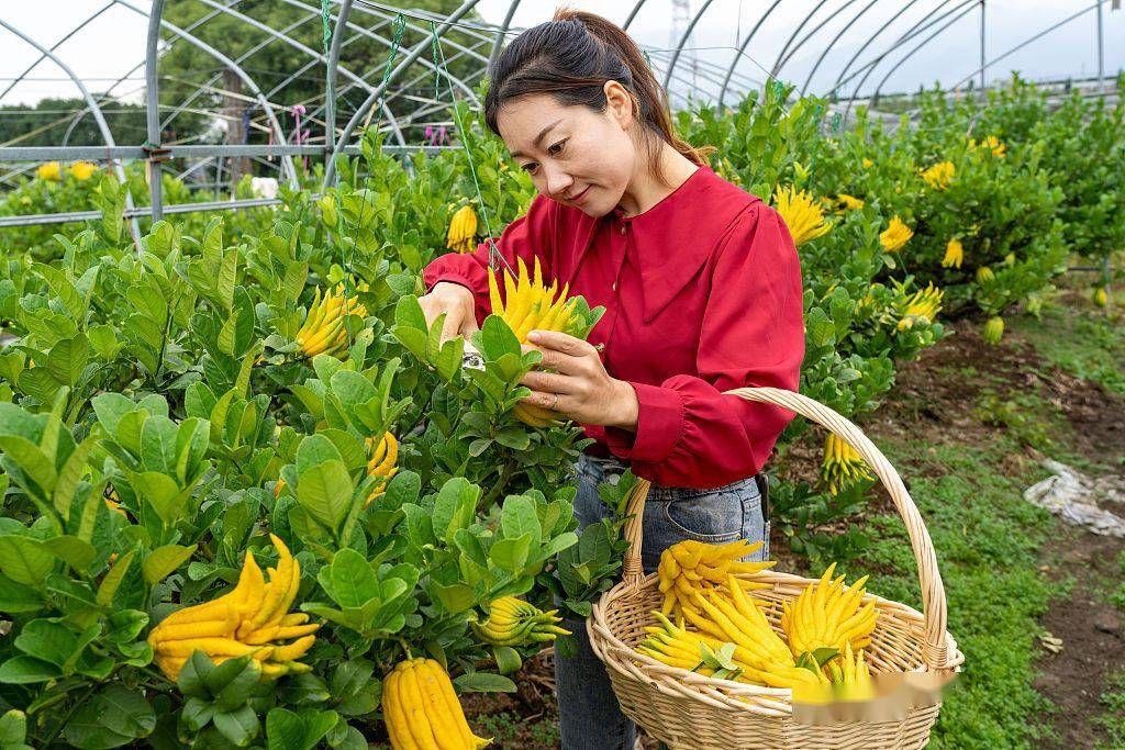 农村种啥药材赚钱(在农村种植什么药材比较不愁销售)