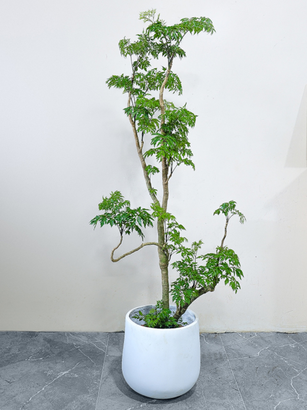 「养植小百科」羽叶福禄桐盆景养护全攻略