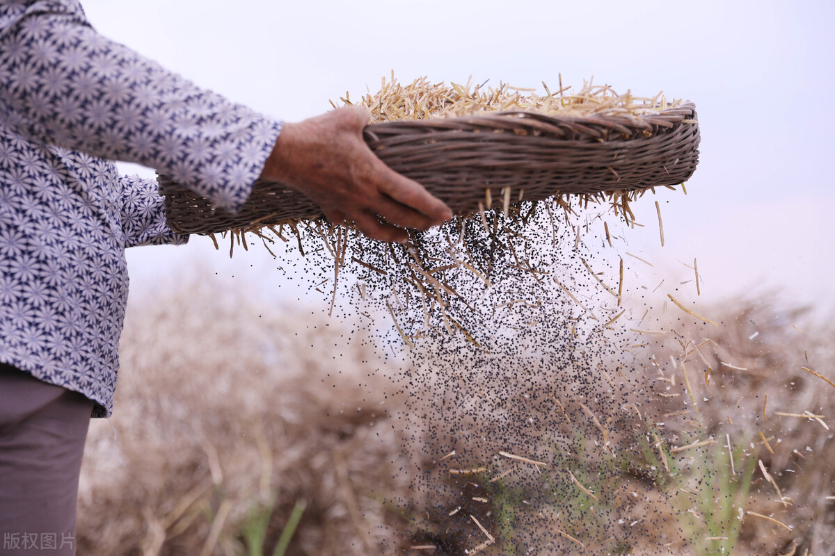 道县清塘镇达一村,村民在收割油菜籽