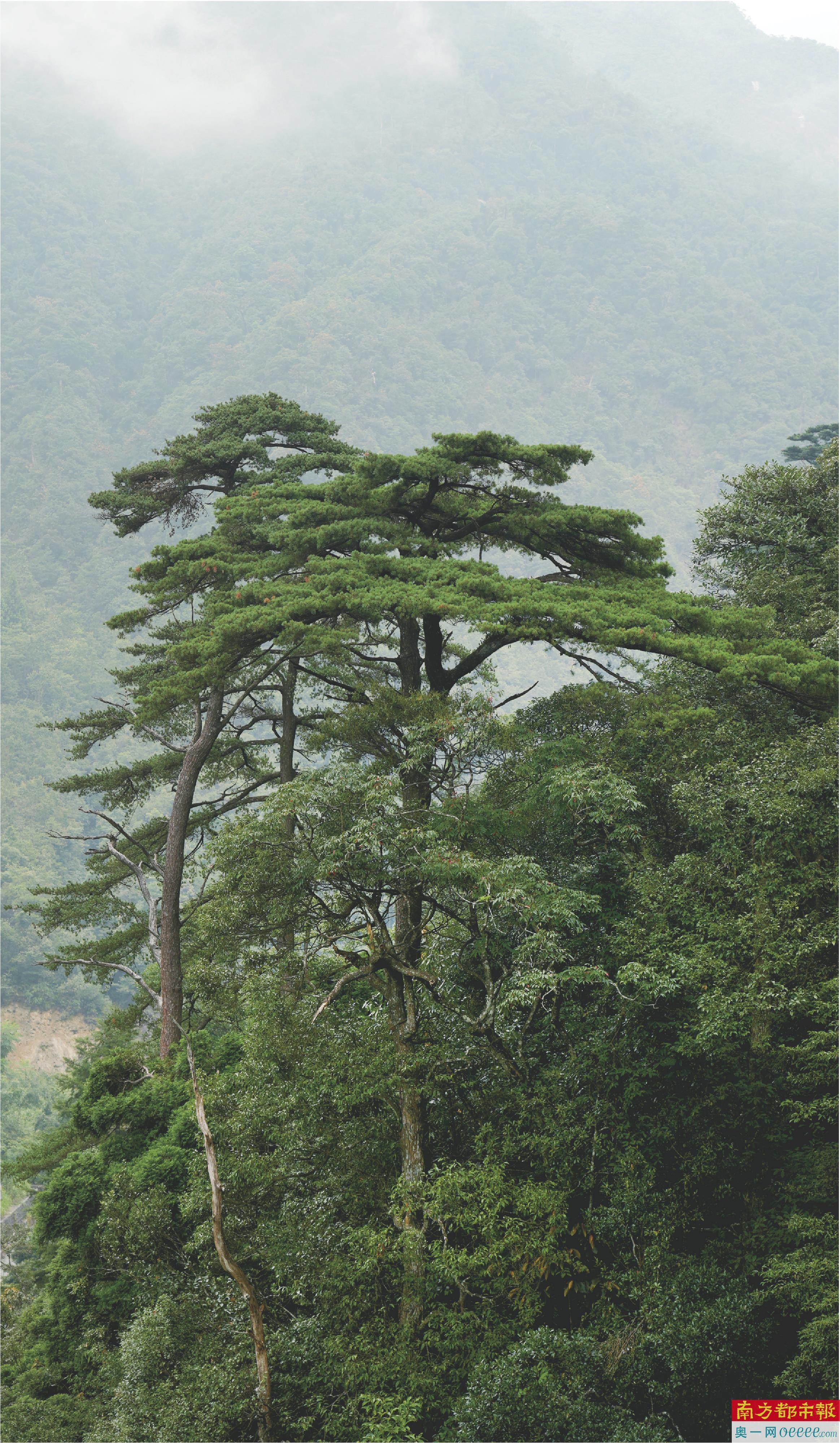 在广东最大的原始森林看冬日一片粉蓝