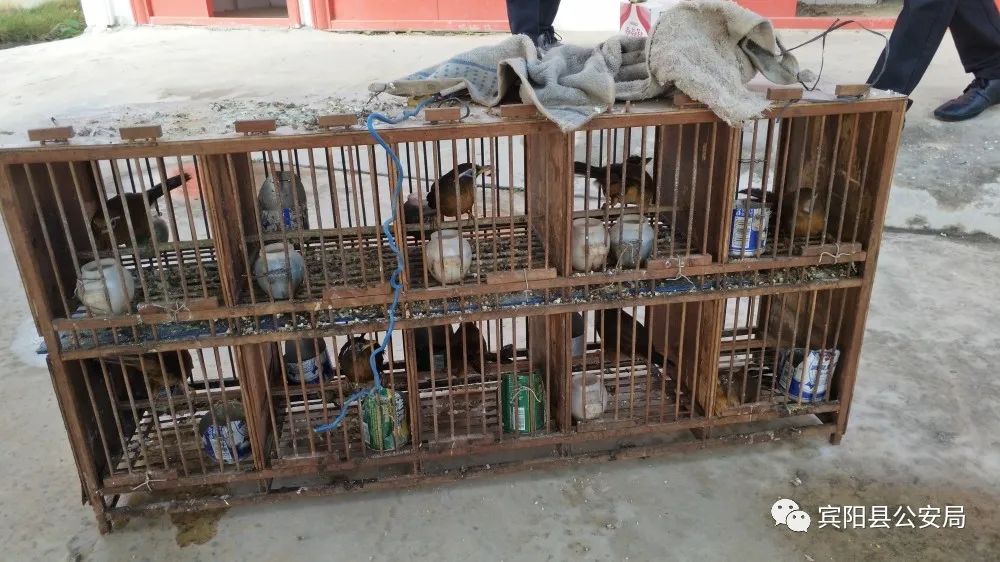 非法猎捕画眉鸟两嫌疑人被依法逮捕