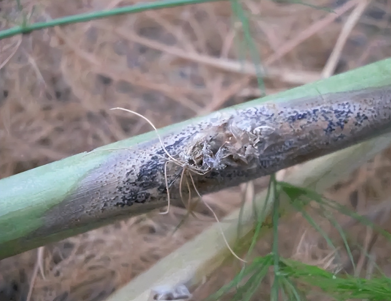 春季對蘆筍園區的管理工作,主要出現的根腐病和莖枯病