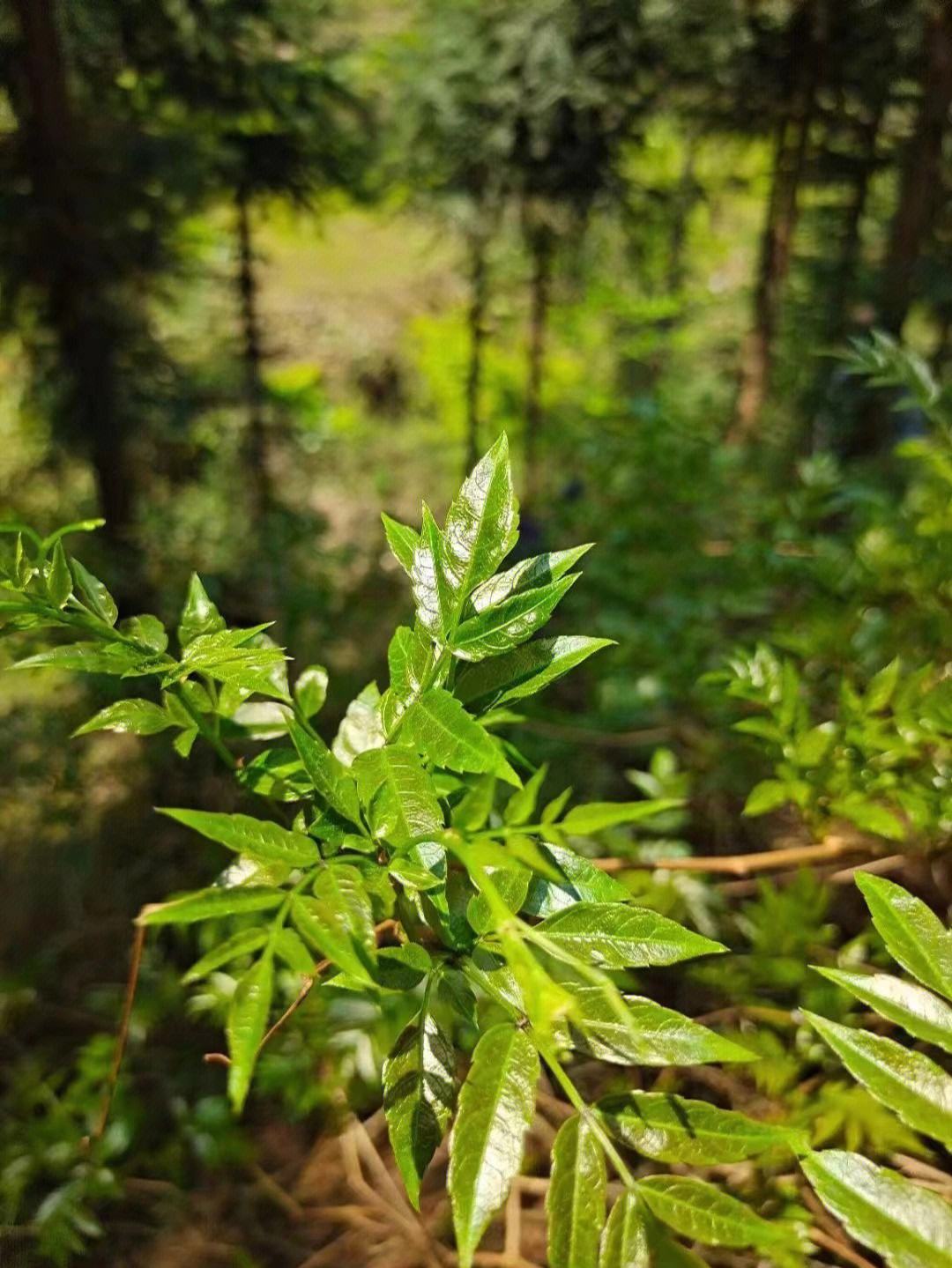 藤婆茶的图片与作用图片