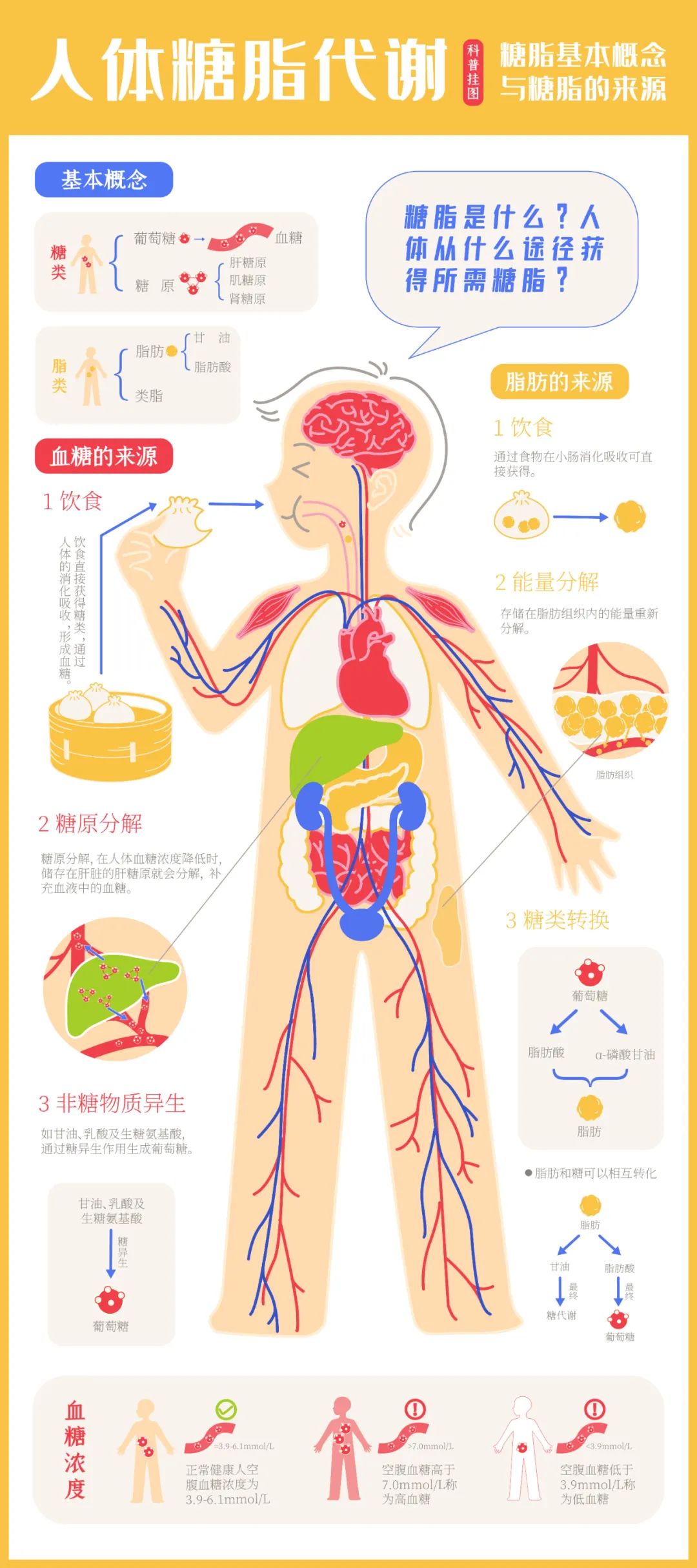亲睐控糖 从糖脂代谢出发,带你了解糖尿病的常识