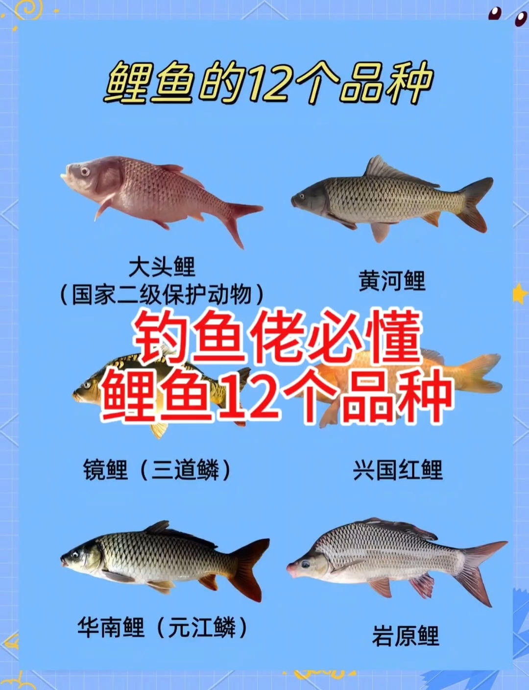 钓鱼佬必懂鲤鱼的12个品种