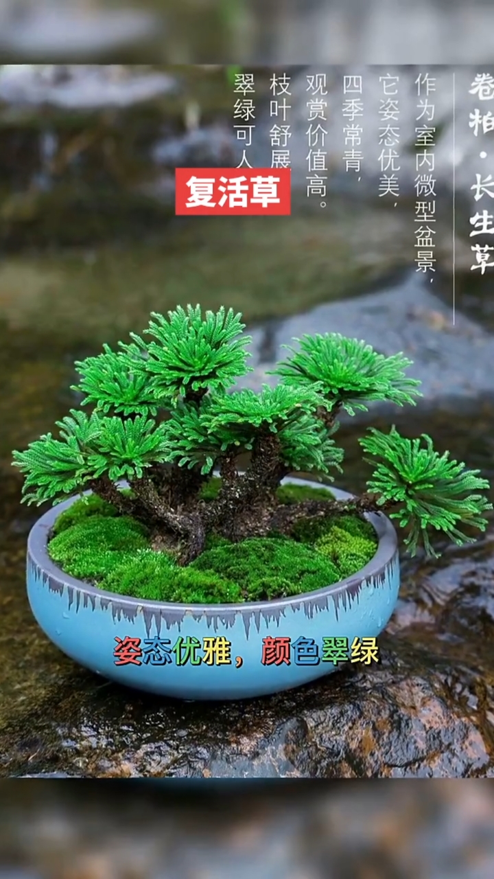 奠柏植物图片