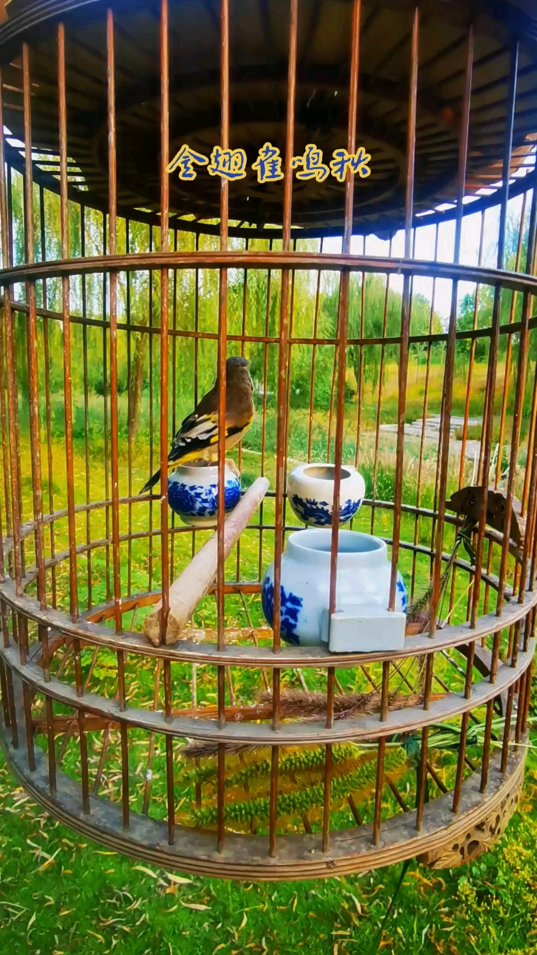 金翅雀鸣秋还是鸣春?金翅雀声声惹人爱