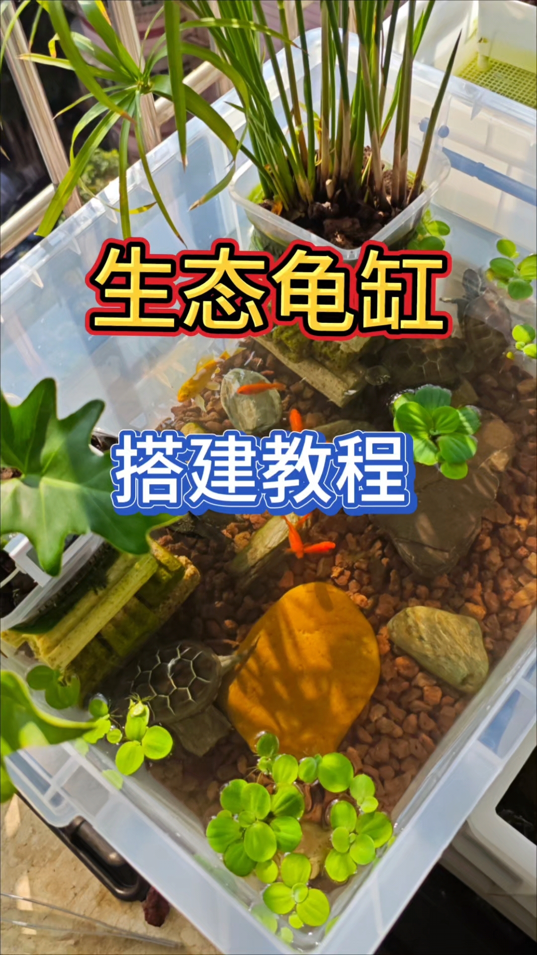 龟缸造景教程图片