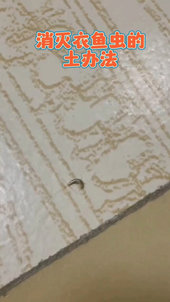 消灭衣鱼虫的好方法