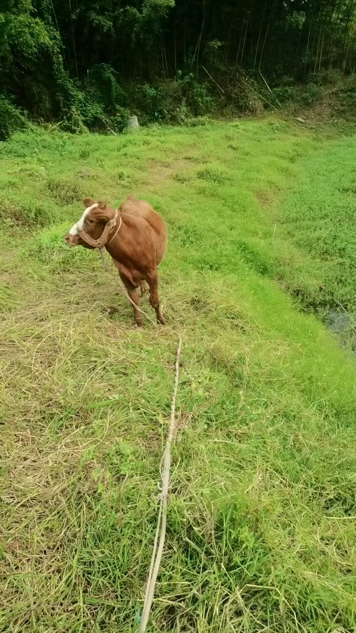 四川的山水四川的牛