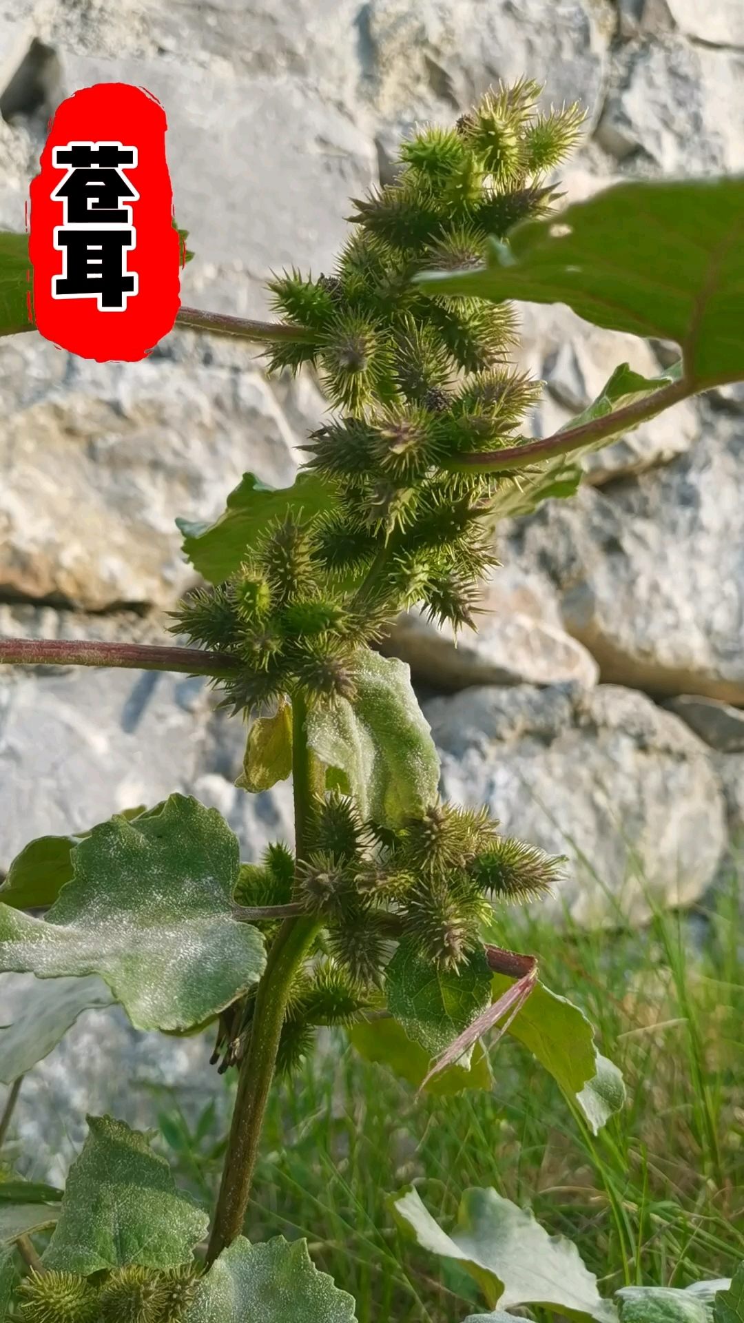 苍耳子,也叫痴头婆,小时候放牛粘得牛背山都是,你的家乡有吗