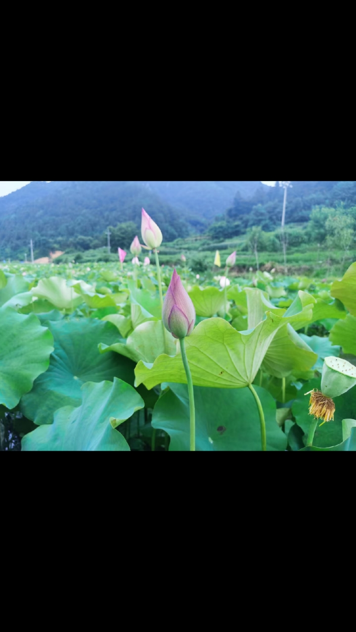 夏天的荷花含苞欲放