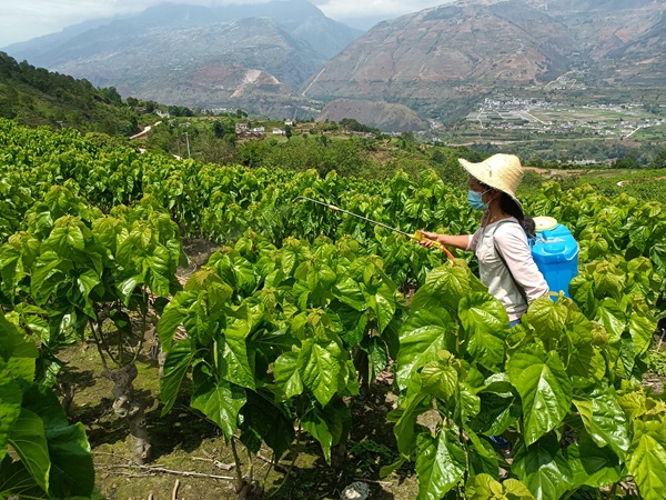 松新镇大力开展初夏蚕桑树统防工作