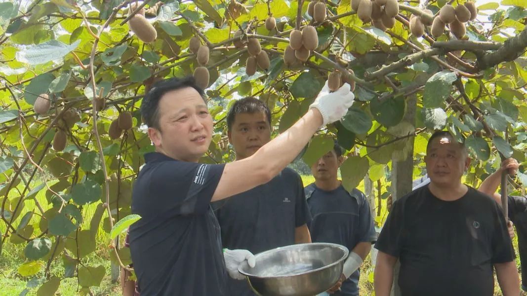 修文舉行獼猴桃採後處理及生草栽培技術培訓會