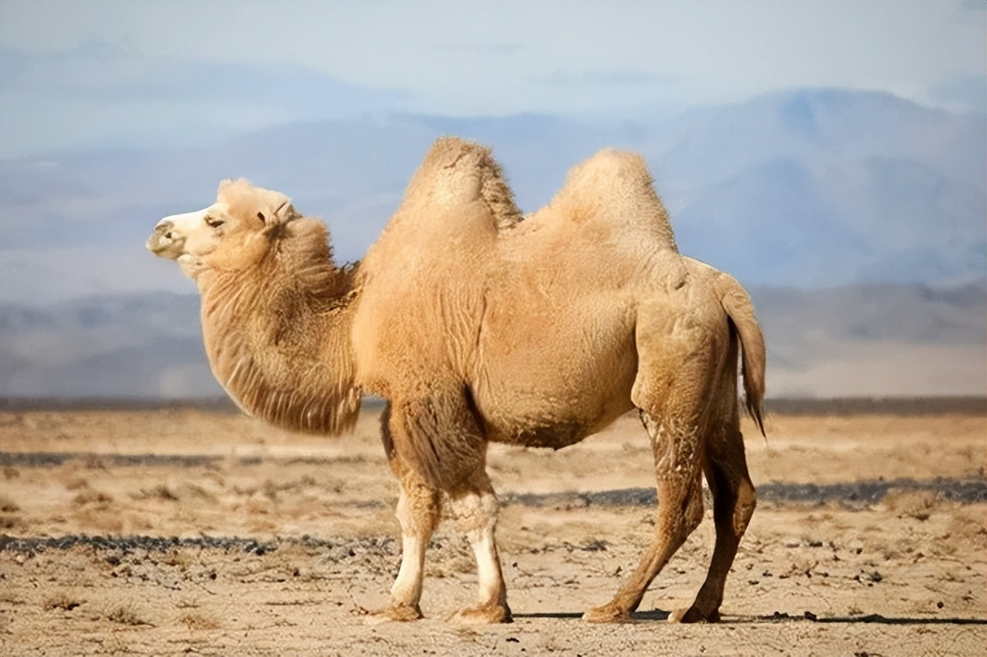 众所周知,骆驼是唯一可以在沙漠中长期生活的动物