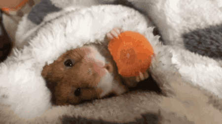 450_253gif 动态图 动图