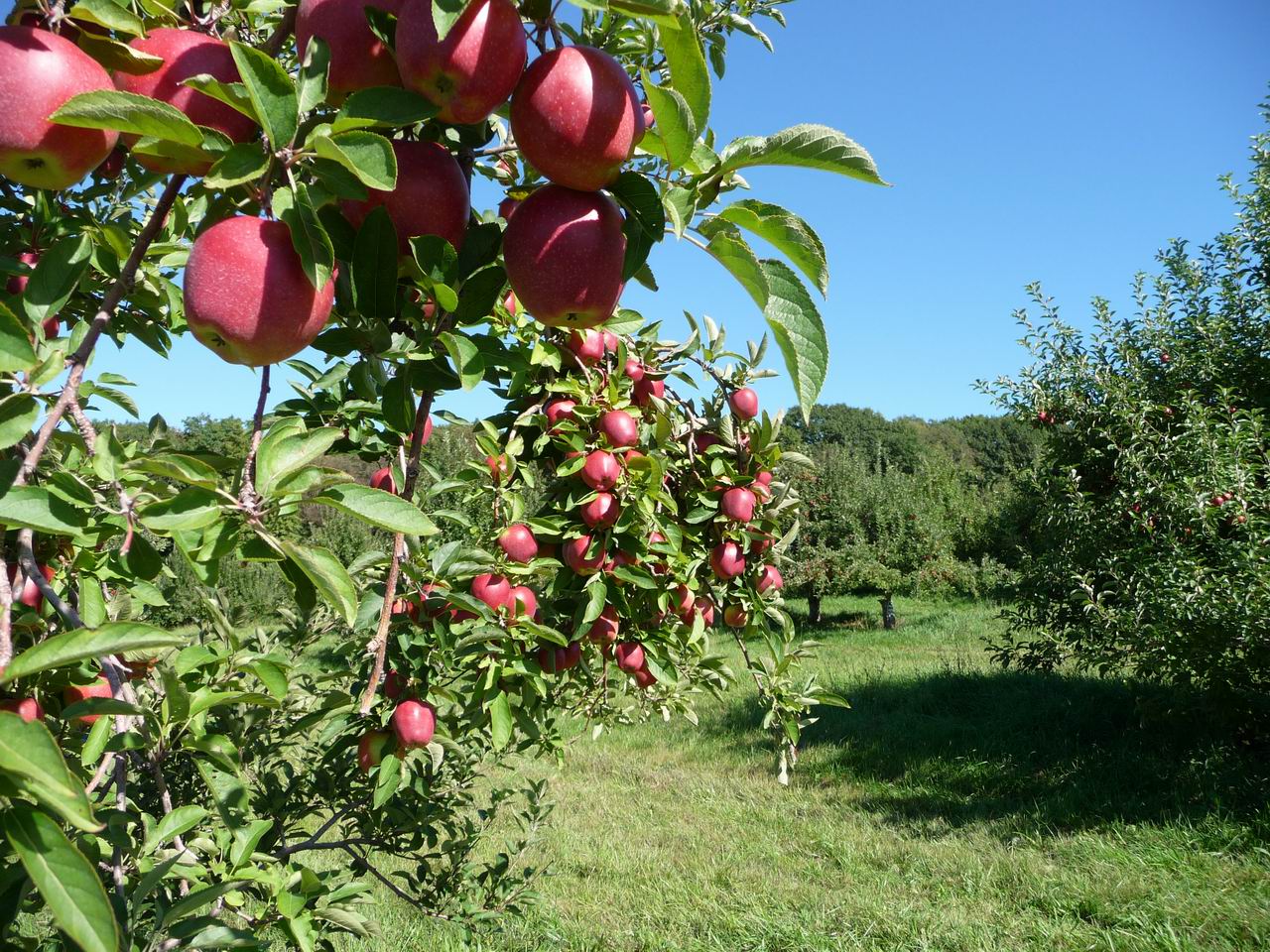了解苹果种植条件,在定植之后,学会修剪技巧和水肥管理