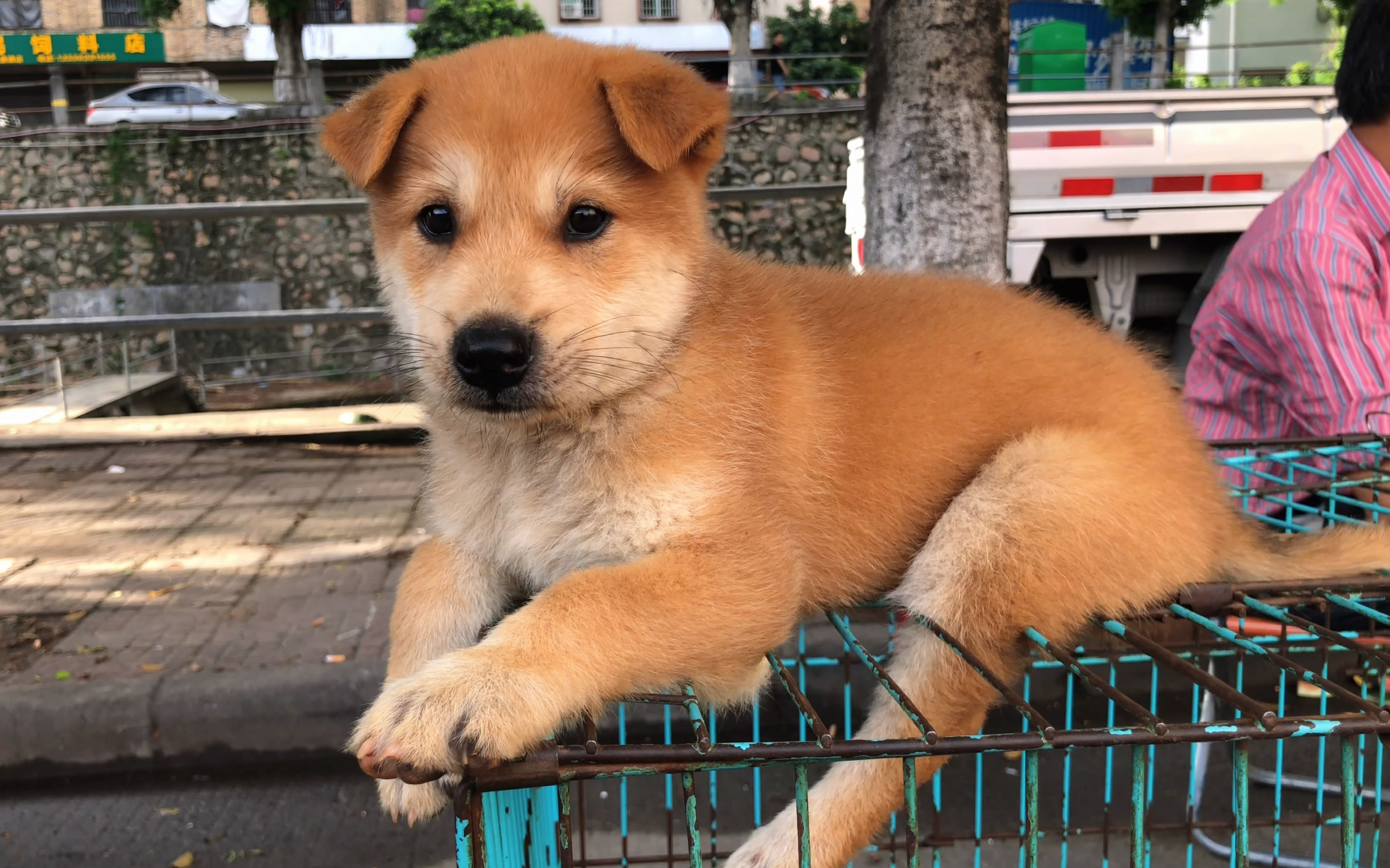 盘点5种最"忠诚"的狗狗,你是它心中一辈子的主人