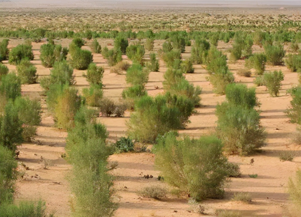 小乔木,高1-9m,梭梭是一种极其重要的防风固沙植物.