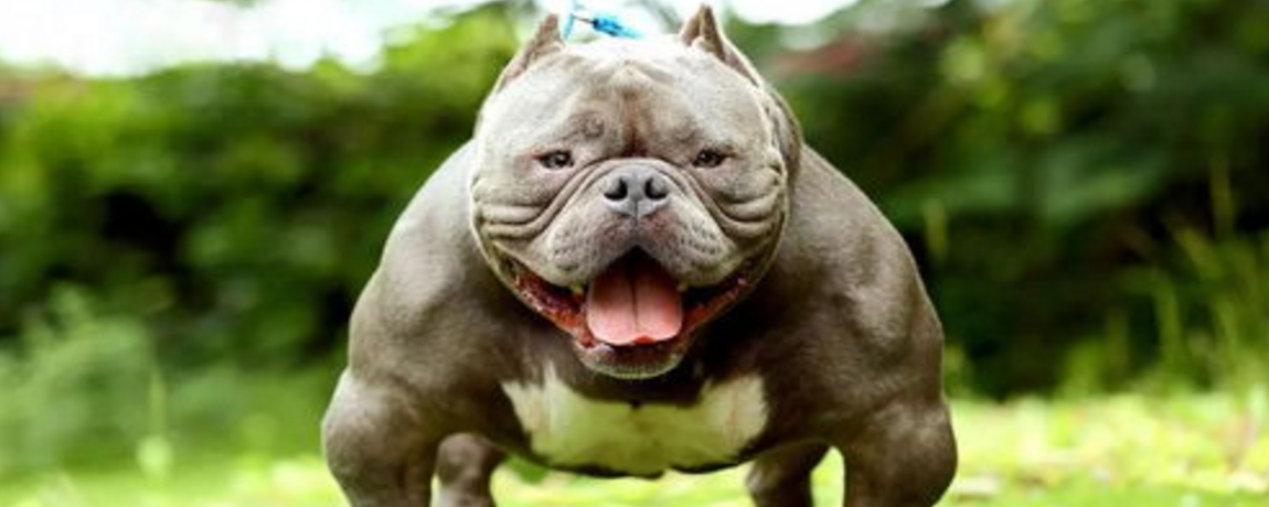 恶霸犬和法斗的区别是什么?