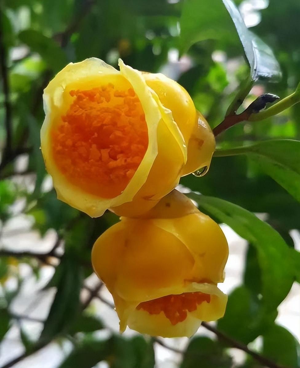 国家"保护植物"金花茶,金黄耀眼,营养丰富,市场上比较少见