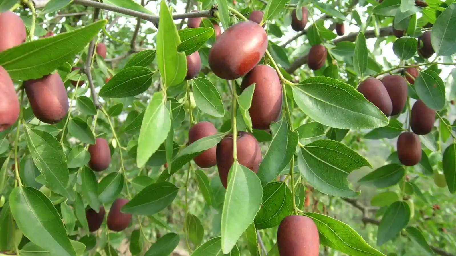 药材种植特点:种植10年,不如赶上1年,酸枣仁价格突破1000元