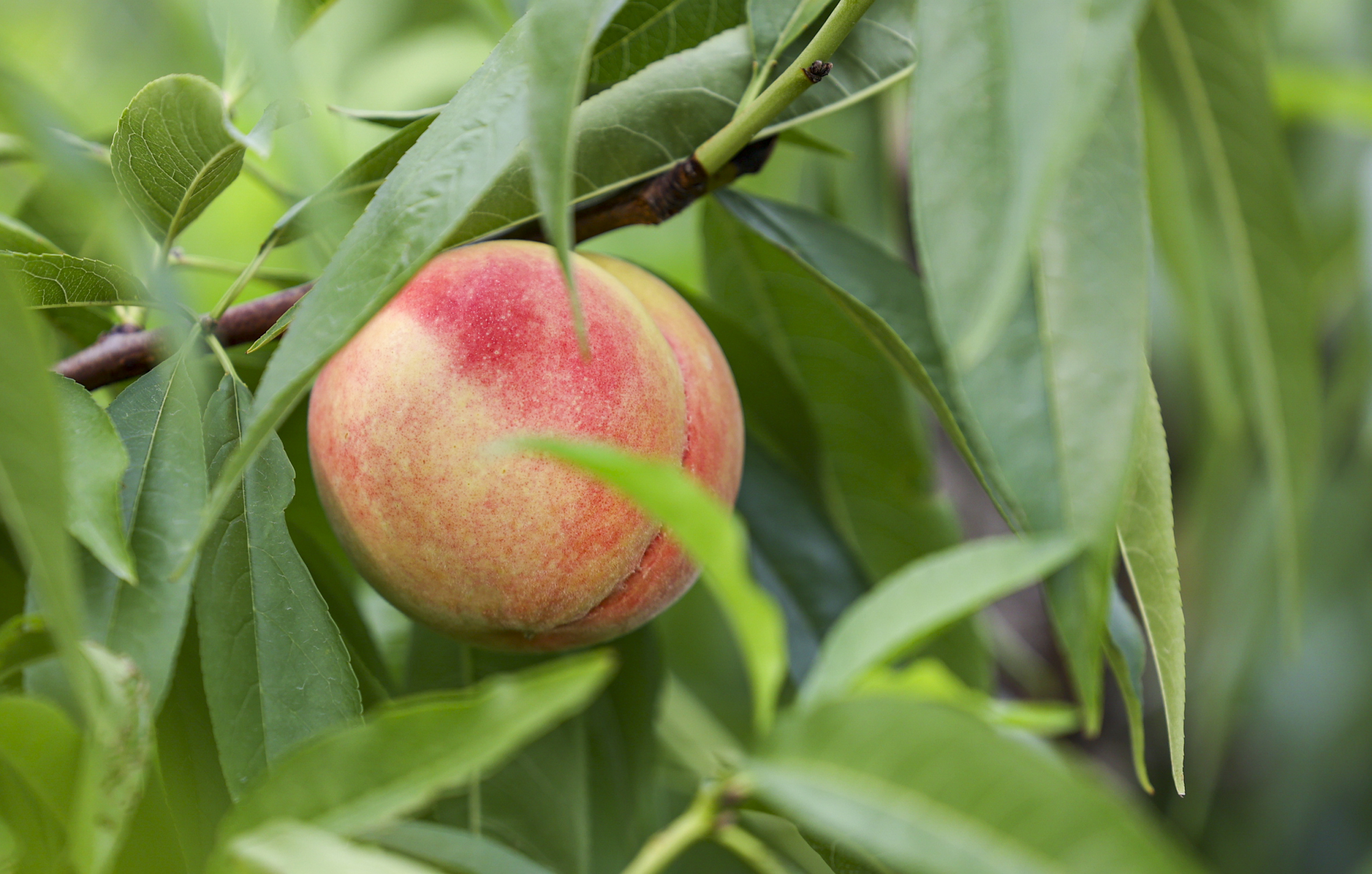 阳山水蜜桃大量上市!虽因疫情少了游客采摘,但销售依然没有问题