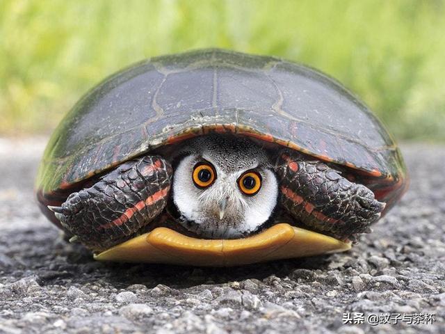 妈呀!我看到一只"马鸭"