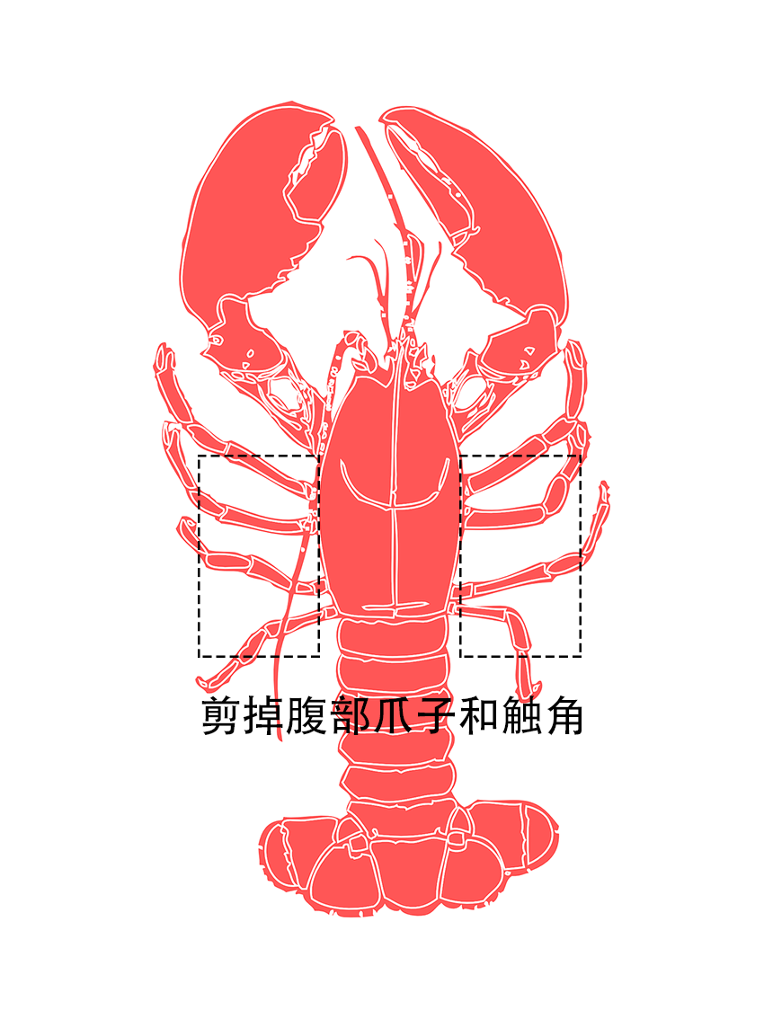 盼之家厨房:小龙虾这样挑选,清洗,才能洗得干净,吃得放心