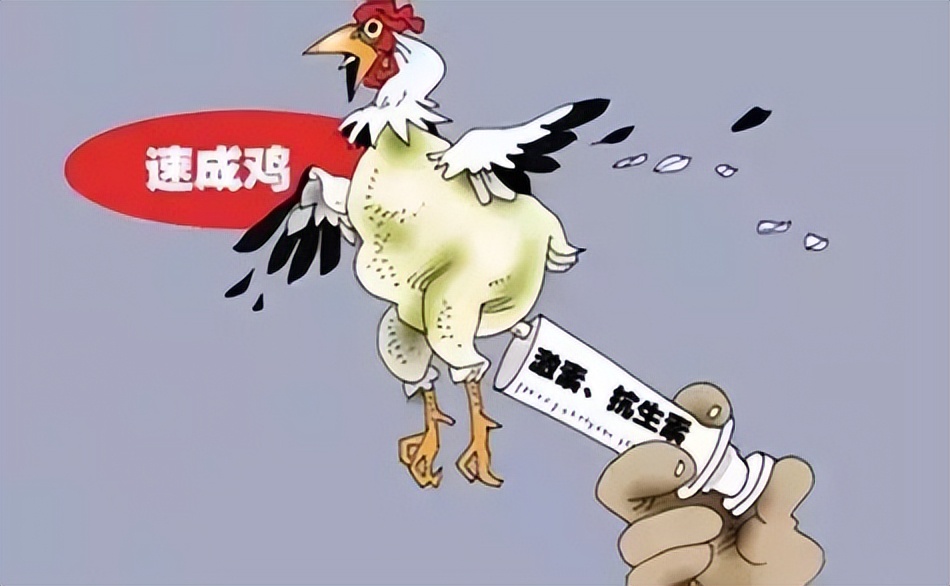 从出生到出栏仅45天,速成鸡到底是怎样养成的,到底安不安全?