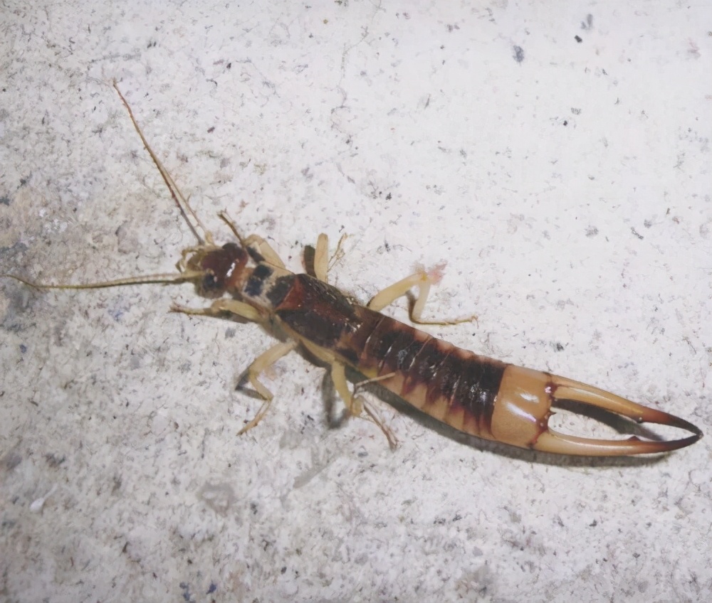 卫生间蠼螋是从哪来的?怎样才能清除这种小虫子?