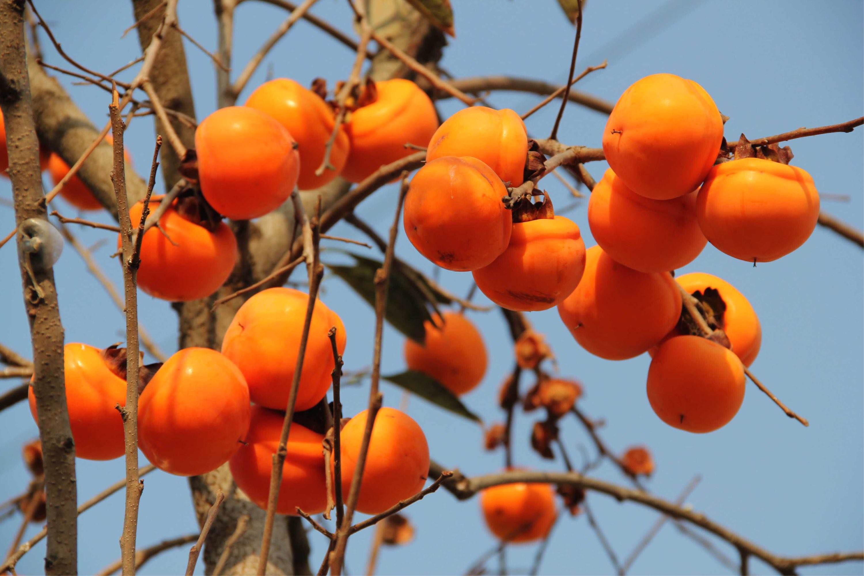 散文:深秋的柿子树