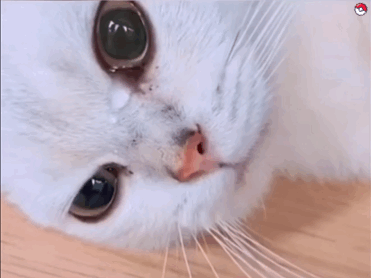 红灯警示!猫咪"应激行为"不容忽视,主人要注意了