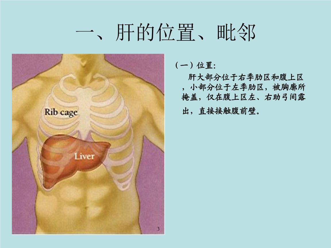 后背肝区位置示意图图片