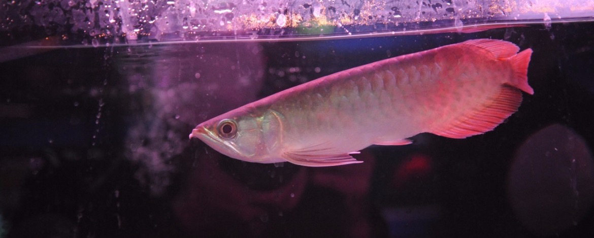 花龙是什么品种的鱼?