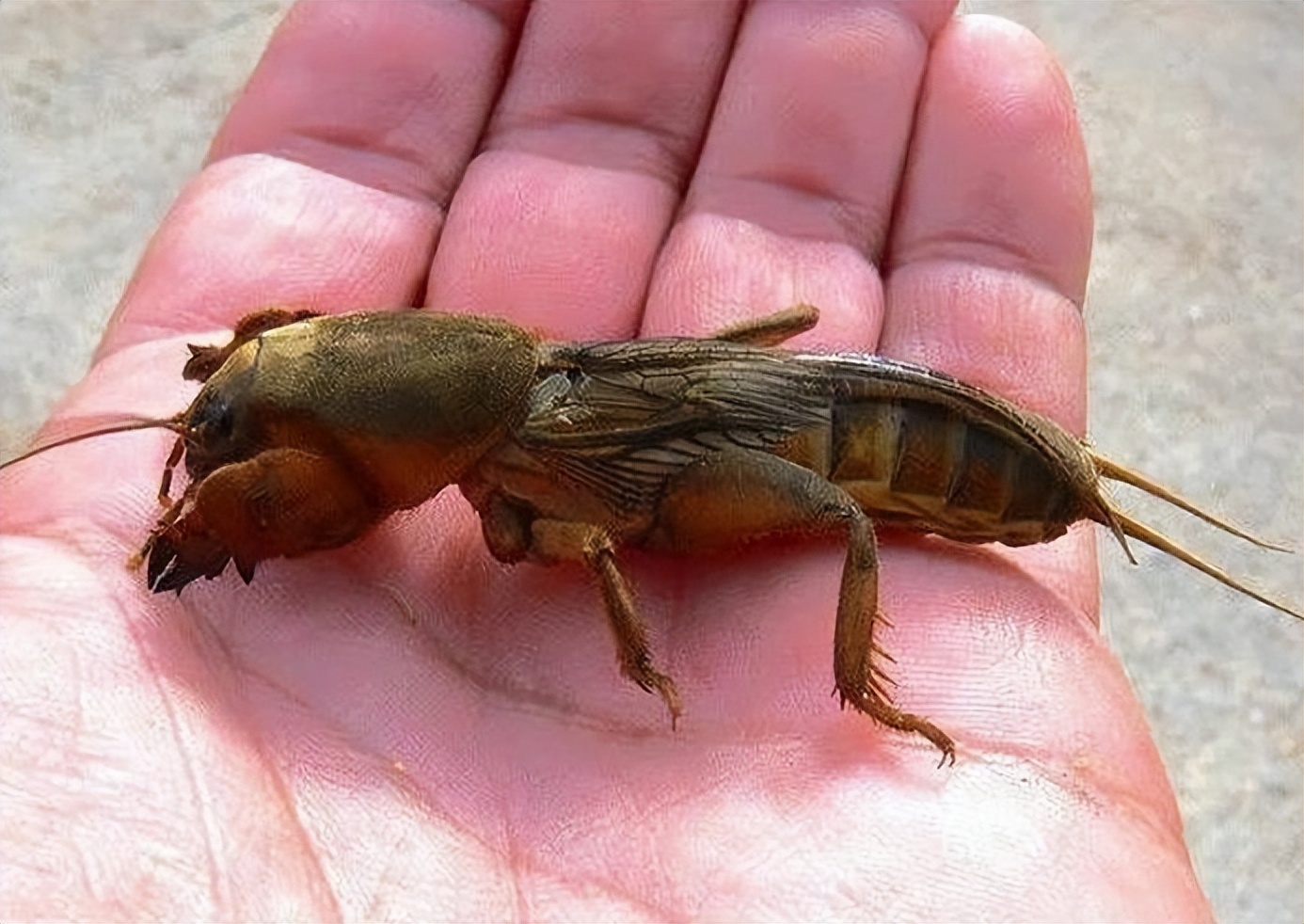 夏夜哪些昆虫喜欢在灯下飞舞?它们飞舞的目的是什么?